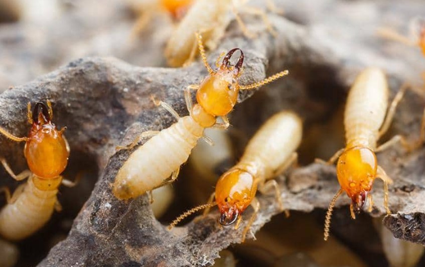Termites in Staten Island