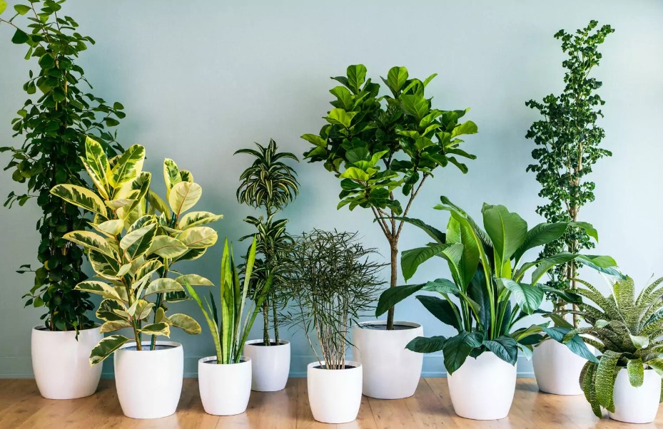What Are The Most Recommended House Plants To Purify Air At Home?
