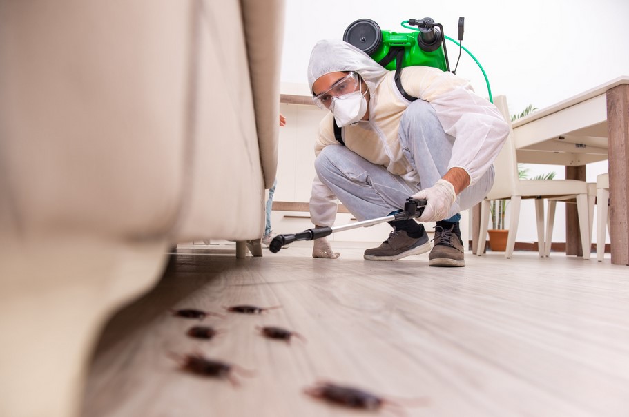 Perks Of Hiring A Pest Control Company For Your Home