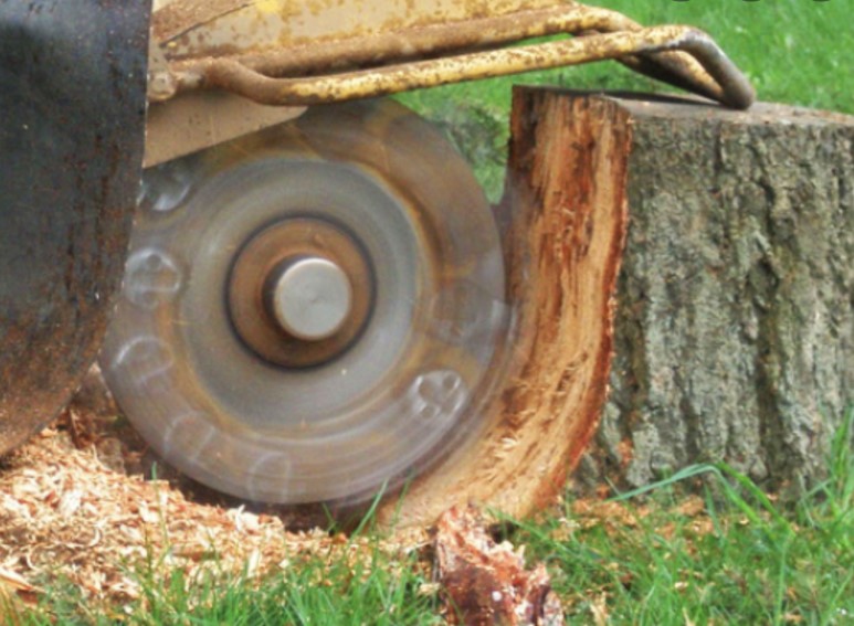 Removing Your Tress Stump