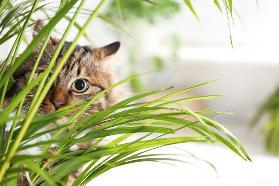 PLANTS FOR PET-FRIENDLY HOMES