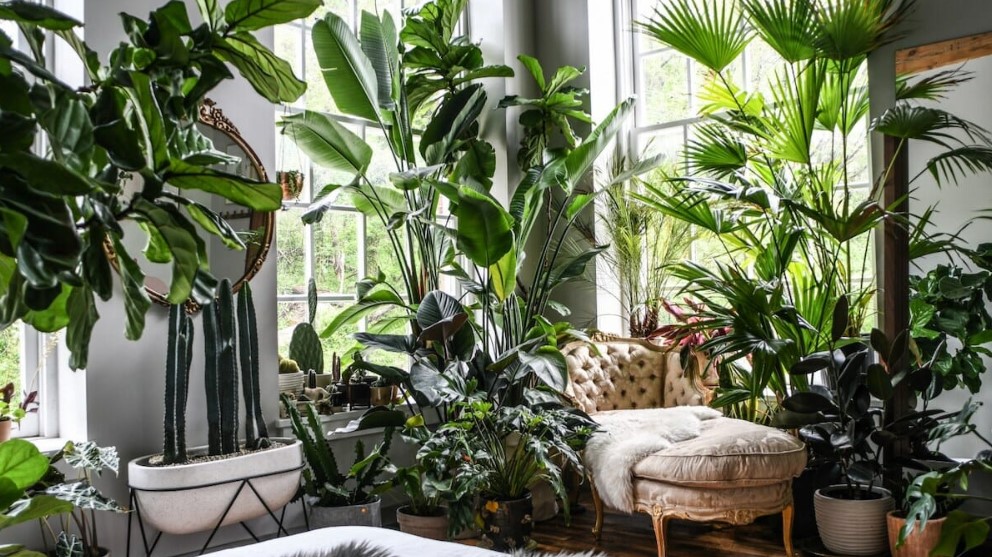 Ideas for Using Indoor Plants